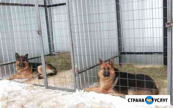 Передержка крупных и средних собак Петропавловск-Камчатский