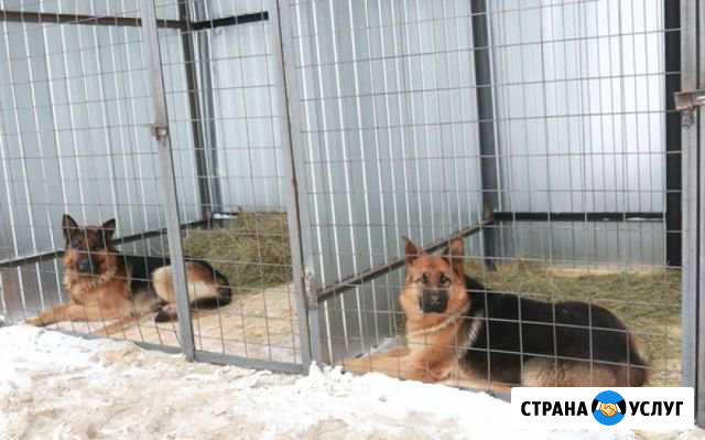 Передержка крупных и средних собак Петропавловск-Камчатский - изображение 1