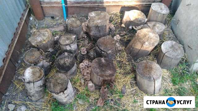 Грибы вешенка в домашних условиях Шебекино - изображение 1