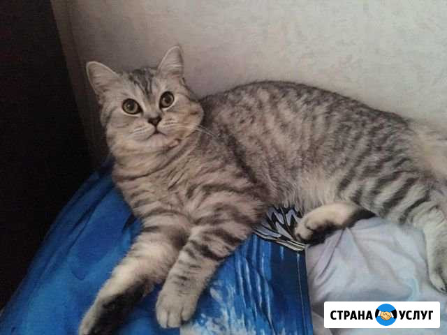Шотландский кот на вязку Абинск - изображение 1