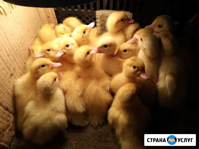 Выращивание домашних животных Жуковка - изображение 1