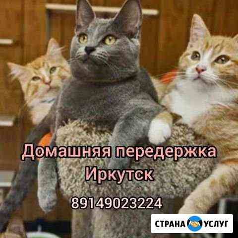 Передержка Иркутск