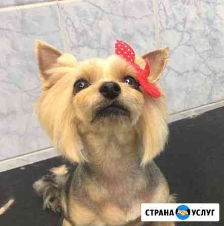 Стрижки собак и кошек Красноярск