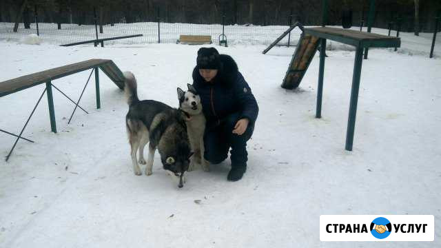Передержка собак Люберцы - изображение 1