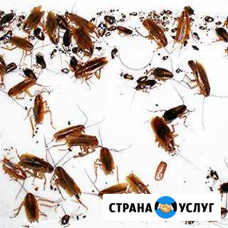 Обработка Тараканы Мыши Белая Калитва - изображение 1