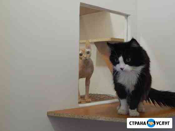 Передержка кошек Ростов-на-Дону