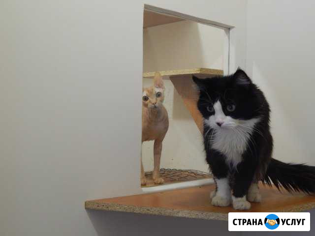 Передержка кошек Ростов-на-Дону - изображение 1
