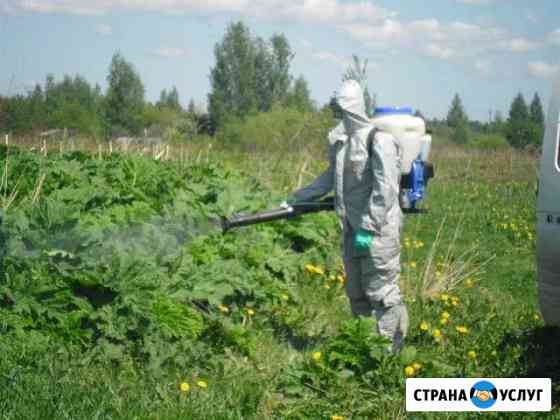 Выведим траву сорняки на могилке Камышин