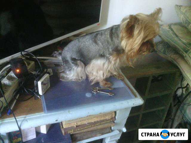 Стрижка собак Тихорецк - изображение 1