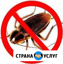 Уничтожение тараканов газом. Гарантия. Результат Хабаровск - изображение 1