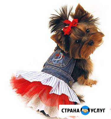 Стрижка собак и кошек всех пород Алексин - изображение 1