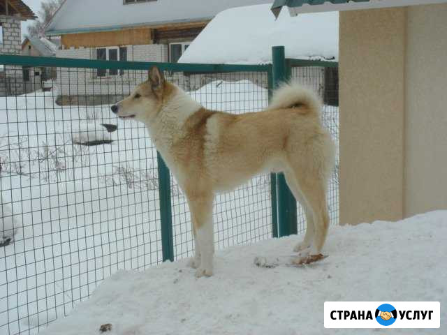 Предлагаю для вязки кобеля западно-сибирской лайки Пенза - изображение 1