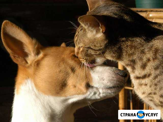Передержка животных Лебяжье - изображение 1