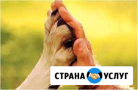 Дрессировка собак, зоопсихолог Казань - изображение 1