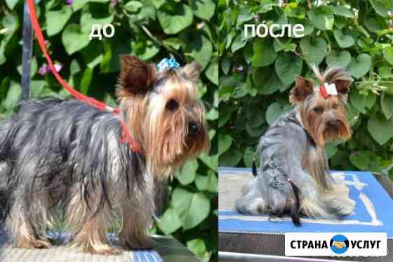 Собаки Кузнецк