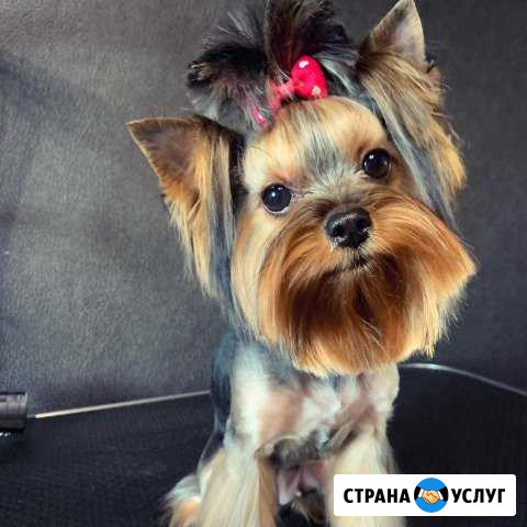 Стрижка собак и кошек Комсомольск-на-Амуре - изображение 1
