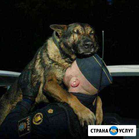 Дрессировка Собак Москва