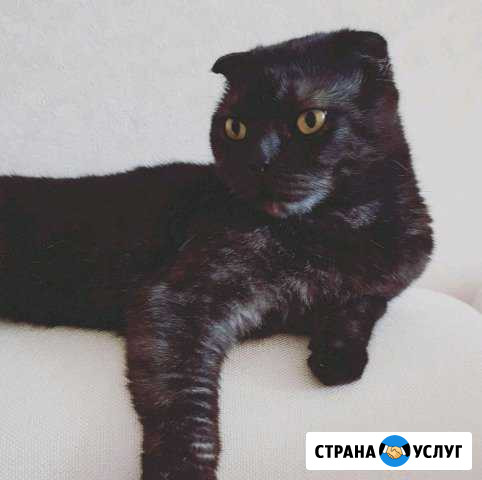Передержка Ваших питомцев Хабаровск - изображение 1