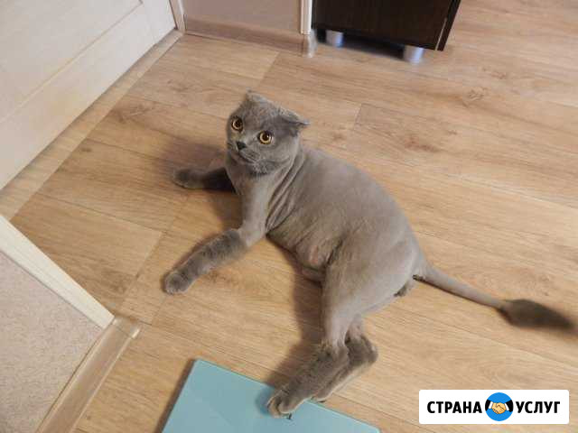 Стрижка кошек Саранск - изображение 1