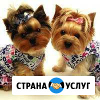 Стрижка собак декоративных пород Чехов - изображение 1