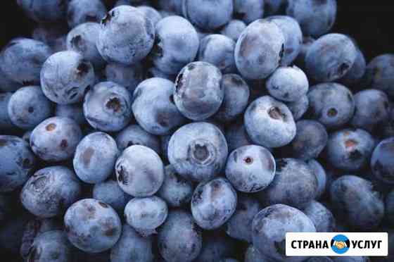 Свежая черника,брусника,клюква и многое друг Томск
