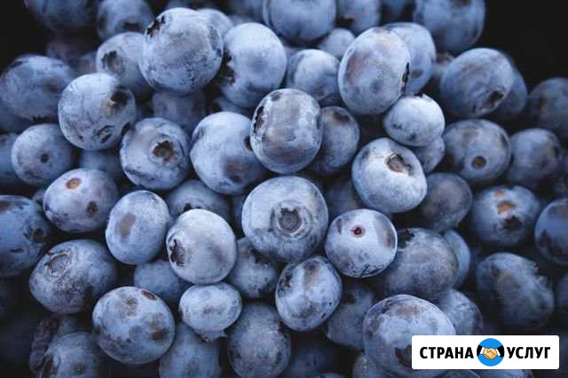 Свежая черника,брусника,клюква и многое друг Томск - изображение 1