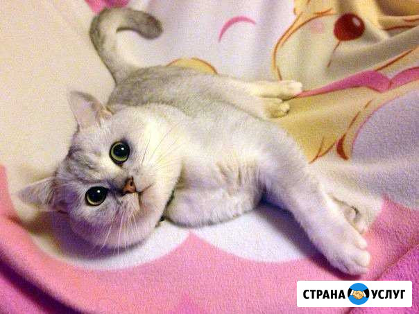 Британский кот. Вязка Двубратский - изображение 1