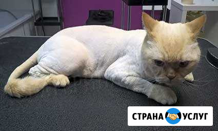 Стрижка/груминг/экспресс-линька крупн.собак, кошек Москва - изображение 1