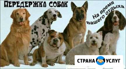 Передержка животных Ульяновск - изображение 1