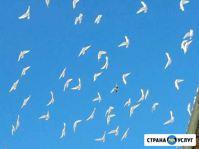 Голуби на все праздники Мытищи - изображение 1
