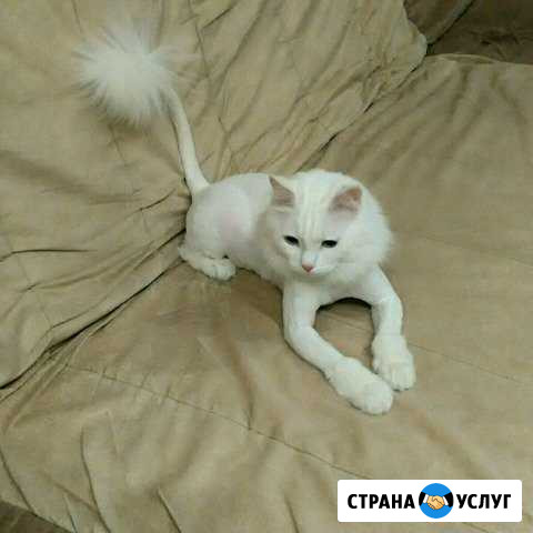Стрижка кошек (груминг) Новосибирск - изображение 1