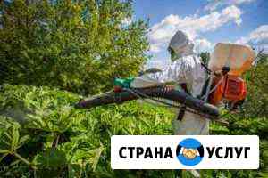Уничтожение борщевика Покос травы Москва