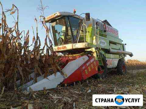 Соберем урожай кукурузы Краснодар