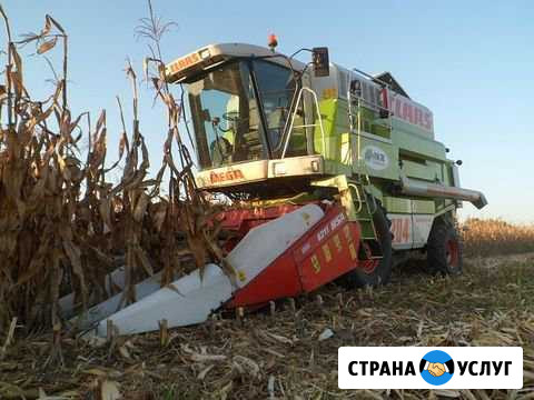 Соберем урожай кукурузы Краснодар - изображение 1