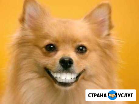 Стрижка и чистка зубов у собак и кошек Москва - изображение 1