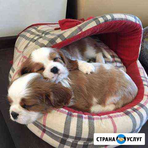 Передержка животных Железнодорожный