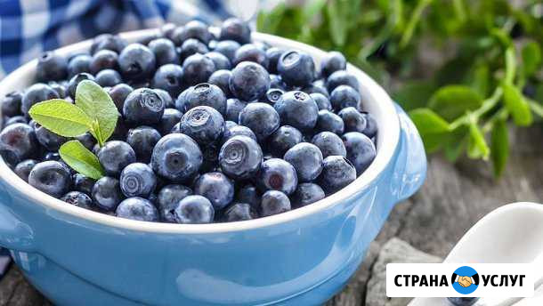 Черника Асбест - изображение 1