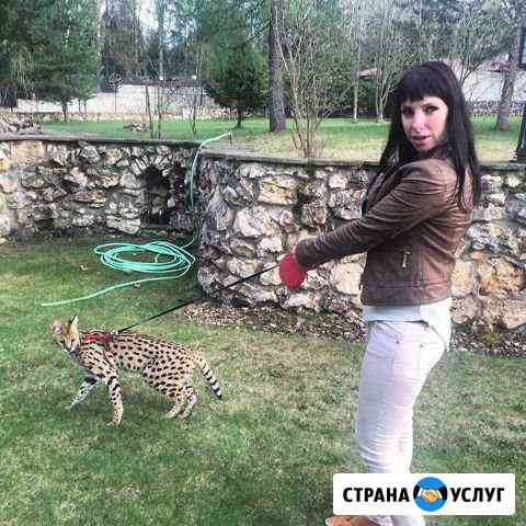 Выгул собак Москва