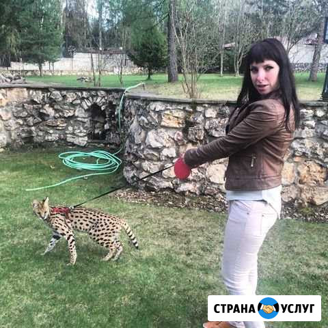 Выгул собак Москва - изображение 1