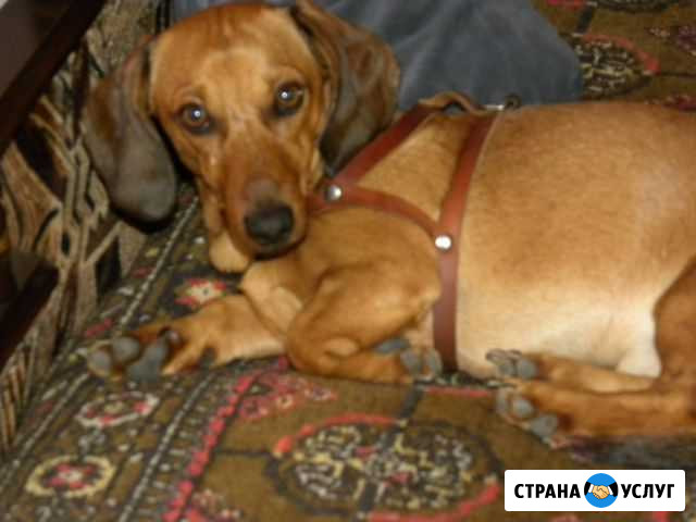 Приглашаем милых дам на вязку Волжский Волгоградской области - изображение 1