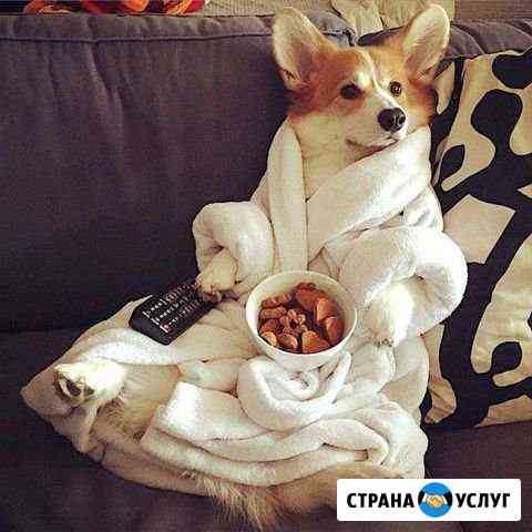 Передержка собак Кирово-Чепецк