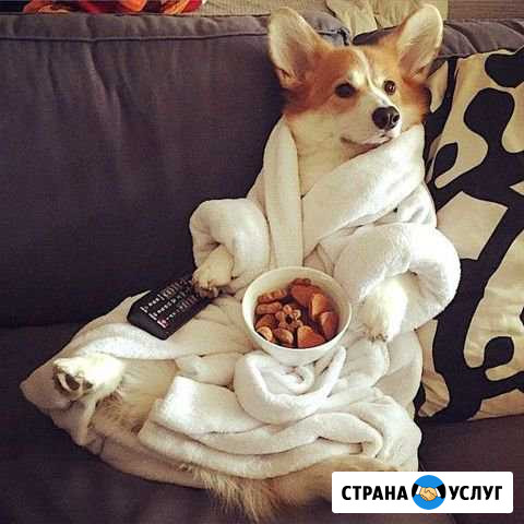 Передержка собак Кирово-Чепецк - изображение 1