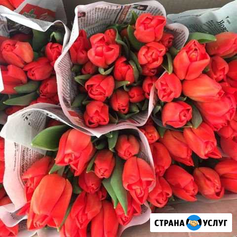 Тюльпаны оптом на 8 марта Кунгур - изображение 1