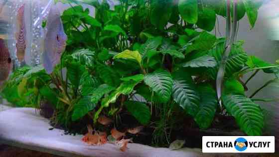 Акваскейп.Обслуживание аквариума Москва