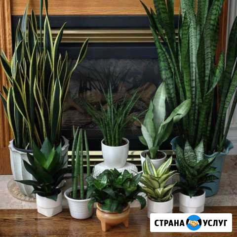 Фитодизайн интерьера Барнаул - изображение 1