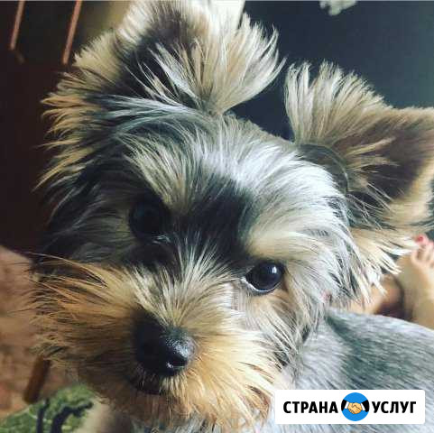Йоркширский терьер для вязки Красноярск - изображение 1