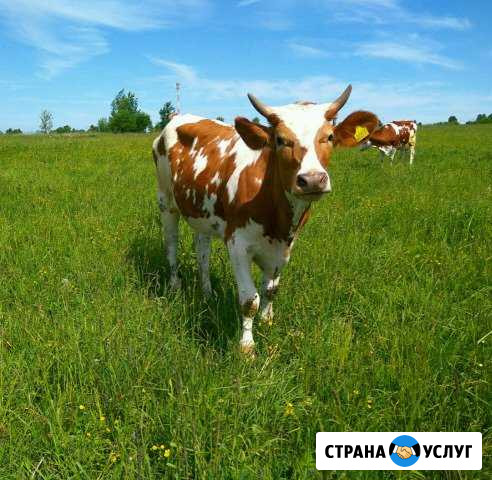 Молоко и продукты с фермы Новопетровское - изображение 1