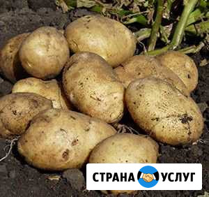 Картофель Доставка Улан-Удэ - изображение 1