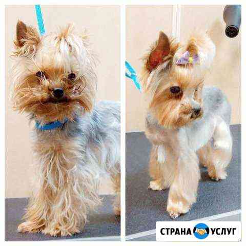 Стрижка собак и кошек, тримминг, вычес Москва