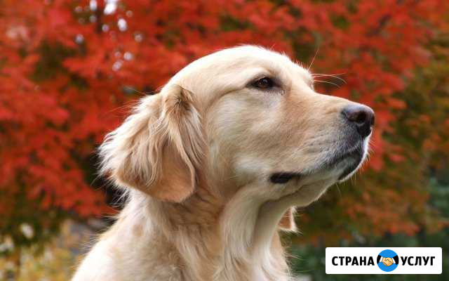 Выгул собак Таганрог - изображение 1